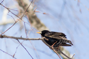 starling on a birch branch in spring