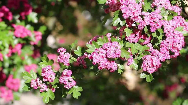 Spring Flowers of the Double Pink Hawthorn in a Woodland Garden (Crataegus laevigata 'Rosea Flore Pleno'). Spring flower landscape. Hawthorn in blossom
