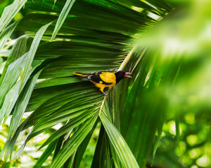 The Indian golden oriole (Oriolus kundoo) sitting on coconut tree leaf.