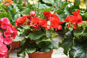 Begonia Roses Planted In A Plant Nursery In Cameron Highland 