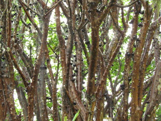 Plinia cauliflora, brazilian grapetree, is a common fruit tree in the Brazilian Atlantic Forest. Its main characteristic is that its sweet and black fruits are born on the stem of the plant.
