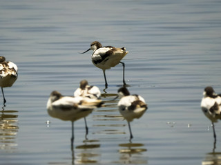 an avocet shaking its leg at a serengeti lake