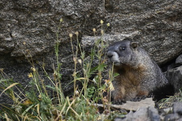 Colorado Wildlife