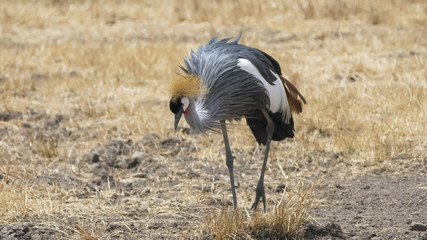 a crane approaching at ngorongoro crater in tanzania