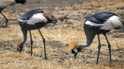 gray crowned crane flock feeding at ngorongoro
