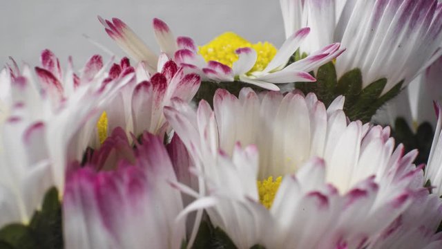 extreme macro time lapse white and yellow common daisy blooming