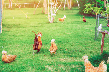 Many chickens rest happily on the chicken farm in the afternoon. Outdoors close up selective focus image.