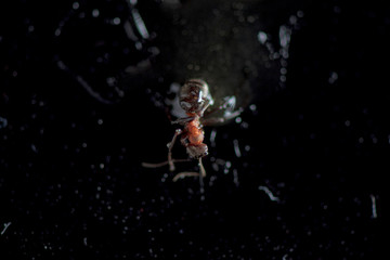 Fototapeta na wymiar Ant against a dark background. Photographed close-up.