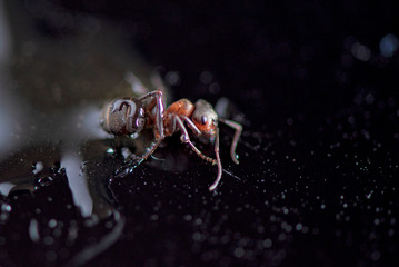 Ant against a dark background. Photographed close-up.