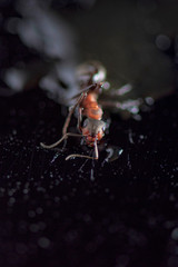 Ant against a dark background. Photographed close-up.