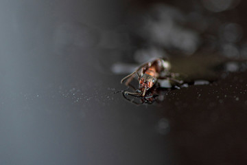 Ant against a dark background. Photographed close-up.