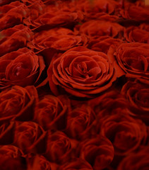 abstract collage of red roses, close up