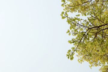 Obraz premium Fresh spring Pho leaf in spring day for background.