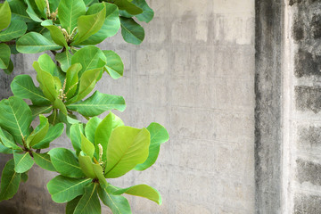 Malabar tree with an old cement wall.