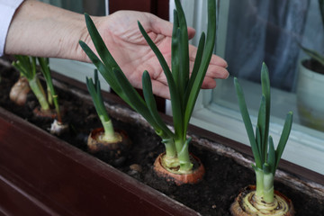 The human hand takes care of the green onions in the balcony
