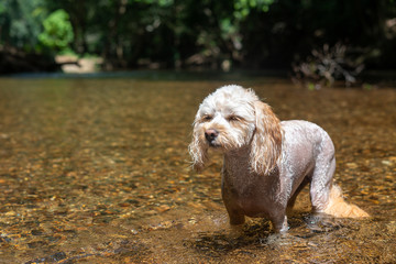 犬の動作　眩しい