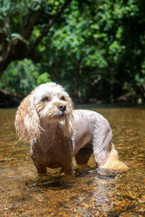 犬の動作　見上げる