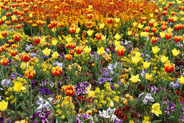 Gelbe und rote Tulpen