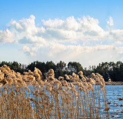 Dry reeds on the lake shore on a windy and sunny day
