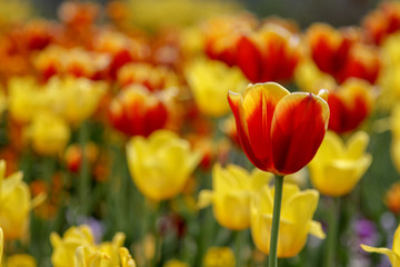 Gelbe und rote Tulpen