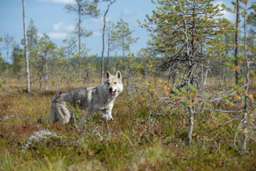 Czechoslovakian Wolfdog in the forest