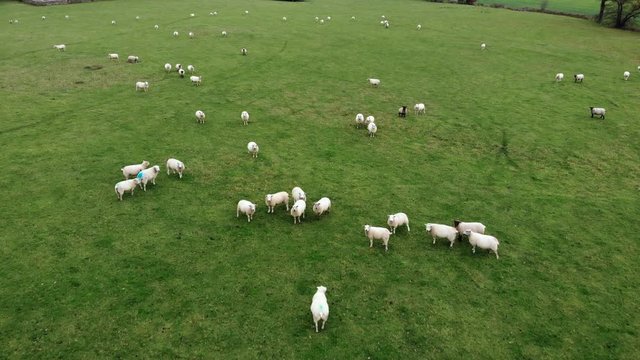 Large herd of sheep running around large open field
