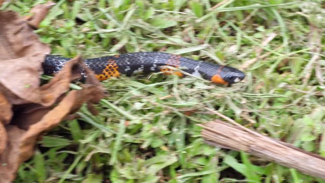 Black Ground Snake (Atractus elaps). This is a false coral snake. The pattern of bands are similar to those of a venomous Micrurus. This harmless colubrid thus gains protection from potential predator