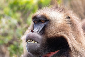 alpha male of endemic animal Gelada baboon. Theropithecus gelada, Debre Libanos, Simien Mountains, Africa Ethiopia wildlife