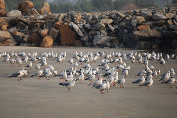 Fototapeta premium Birds Crowd Sea Beach Side