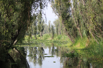 CAMALES DE XOCHIMILCO