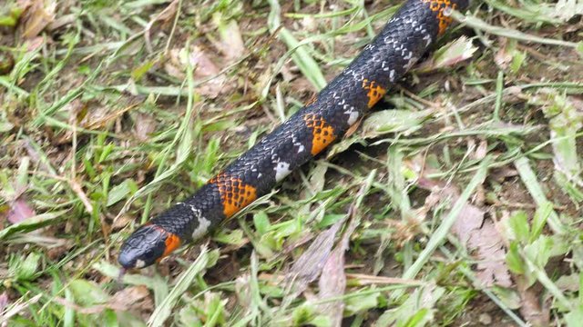 Black Ground Snake (Atractus elaps). This is a false coral snake. The pattern of bands are similar to those of a venomous Micrurus. This harmless colubrid thus gains protection from potential predator