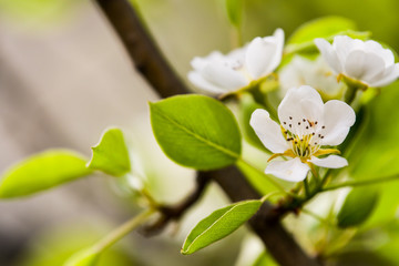 Flowers of the cherry blossoms on a spring day