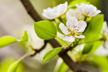 Flowers of the cherry blossoms on a spring day