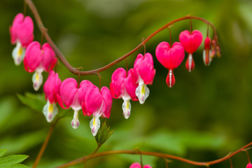 Red bleeding heart flowers bloom in the spring perennial garden.