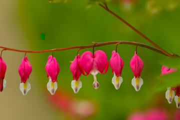Red bleeding heart flowers bloom in the spring perennial garden.
