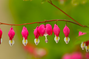 Red bleeding heart flowers bloom in the spring perennial garden.