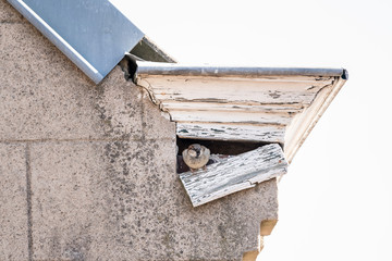 sparrow under gutter