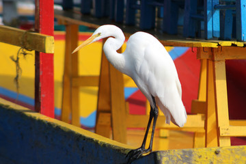 GARZA ESPECIE ENDEMICA DE XOCHIMILCO