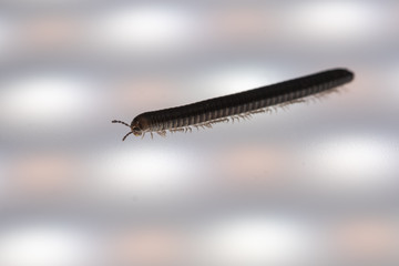 An small Millipede