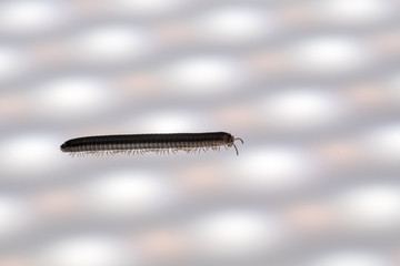 An small Millipede