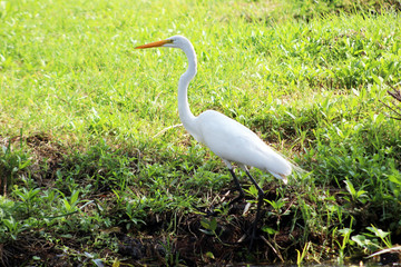 AVES ENDEMICAS DE XOCHIMILCO GARZAS