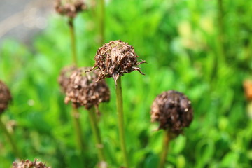 kulnik sercolistny globularia cordifolia