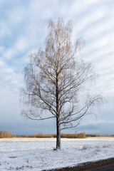 One large birch with no leaves against the blue sky