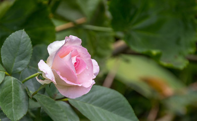 A single fresh pink rose with dew drops image with copy space