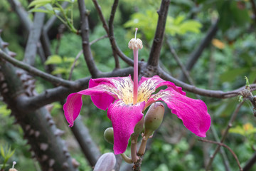 Close up Silk floss tree blooming in a garden.(Ceiba or Chorisia speciosa)