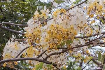 Selective focus beautiful Cassia Fistula flower blooming in a garden.Also called Cassia x nealiae,Golden Shower,Purging Cassia or Indian laburnum.