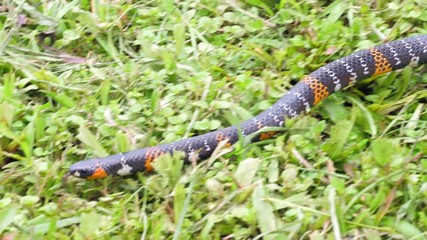 Black Ground Snake (Atractus elaps). This is a false coral snake. The pattern of bands are similar to those of a venomous Micrurus. This harmless colubrid thus gains protection from potential predator