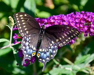 Fototapeta na wymiar A female Black Swallowtail Butterfly (Papilio polyxenes) perches on the flower stalk of a butterfly bush (Buddleia davidii). Copy space. Closeup.