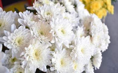 White chrysanthemum Sold at the front of the flower shop