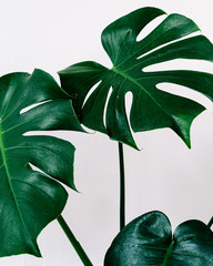 Fototapeta na wymiar Green leaf nature concept modern concept background.